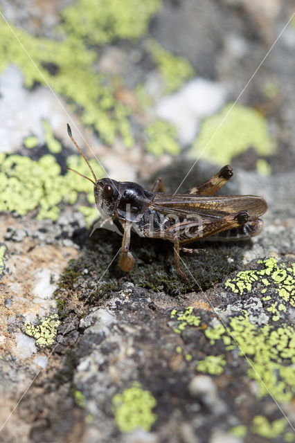 Club-legged Grasshopper