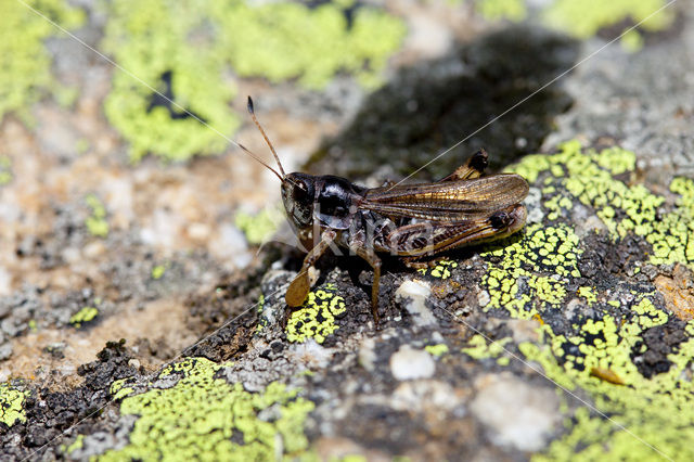 Club-legged Grasshopper