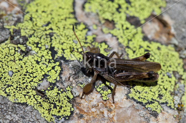 Club-legged Grasshopper