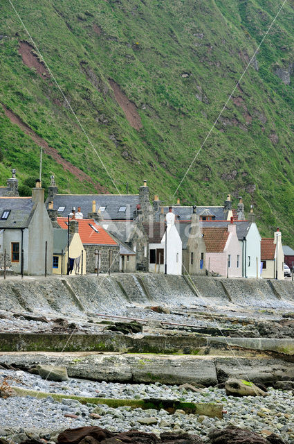 Crovie