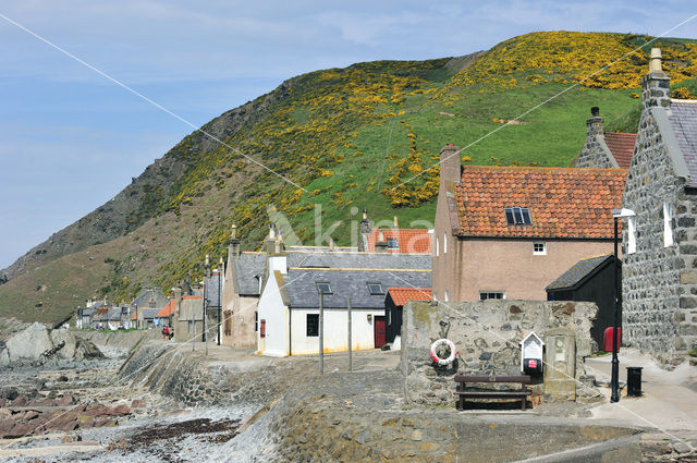 Crovie