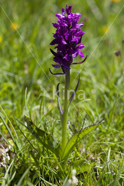 Dactylorhiza alpestris