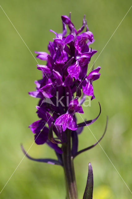 Dactylorhiza alpestris