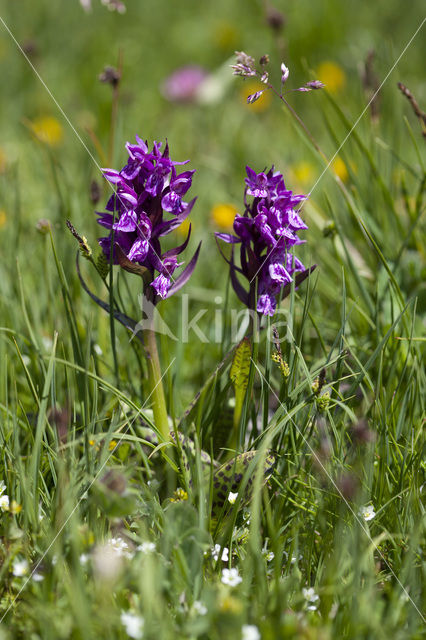 Dactylorhiza alpestris