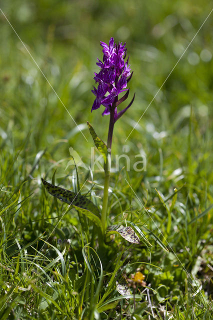 Dactylorhiza alpestris