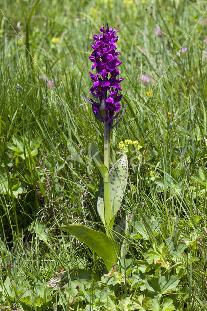 Dactylorhiza alpestris