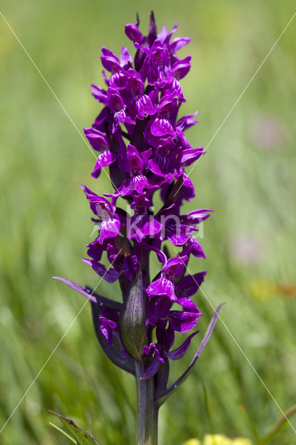 Dactylorhiza alpestris