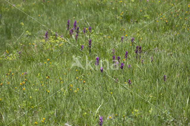 Dactylorhiza alpestris