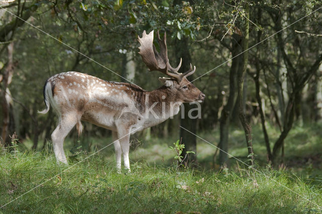 Fallow Deer (Dama dama)