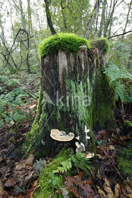 De Mortelen en Heerenbeek