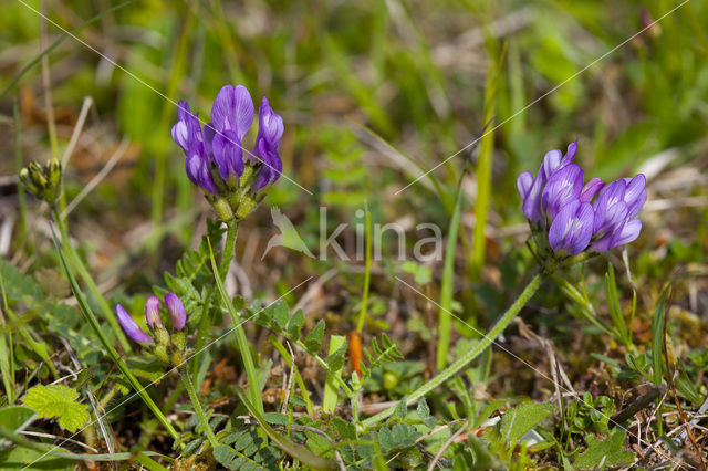 Deense hokjespeul (Astragalus danicus)