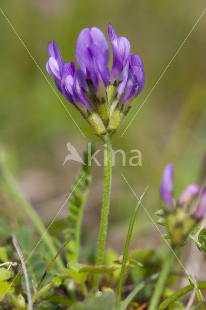 Purple Milk-vetch (Astragalus danicus)