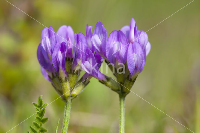 Deense hokjespeul (Astragalus danicus)