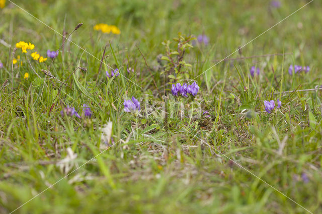 Purple Milk-vetch (Astragalus danicus)