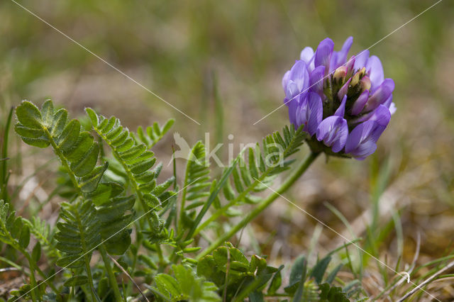 Deense hokjespeul (Astragalus danicus)