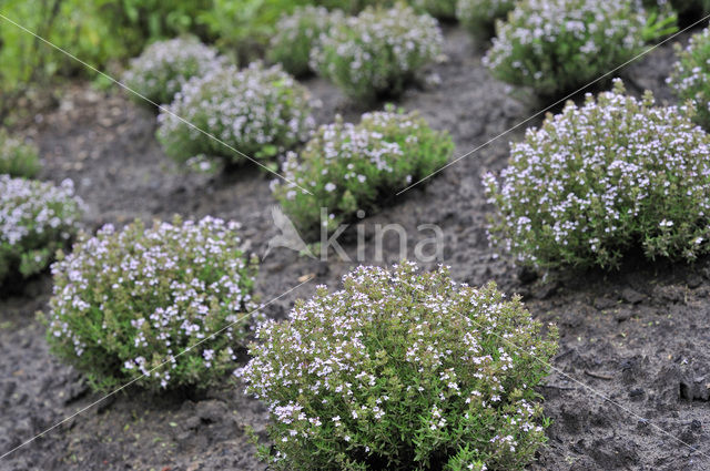 Echte tijm (Thymus vulgaris)