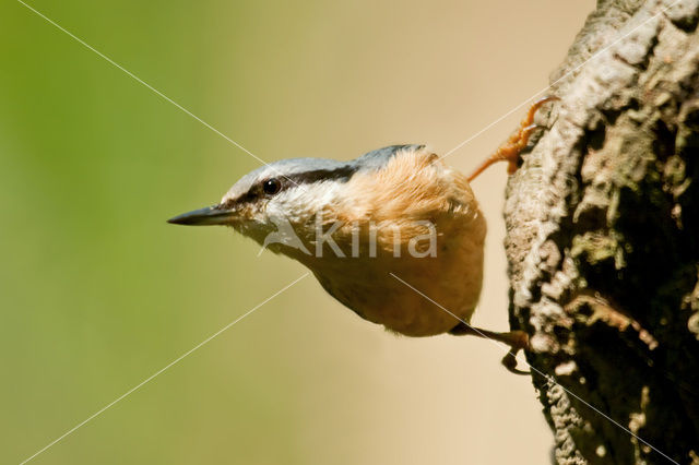 Europese Boomklever (Sitta europaea)