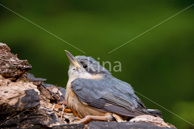 Europese Boomklever (Sitta europaea)