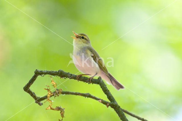 Fluiter (Phylloscopus sibilatrix)