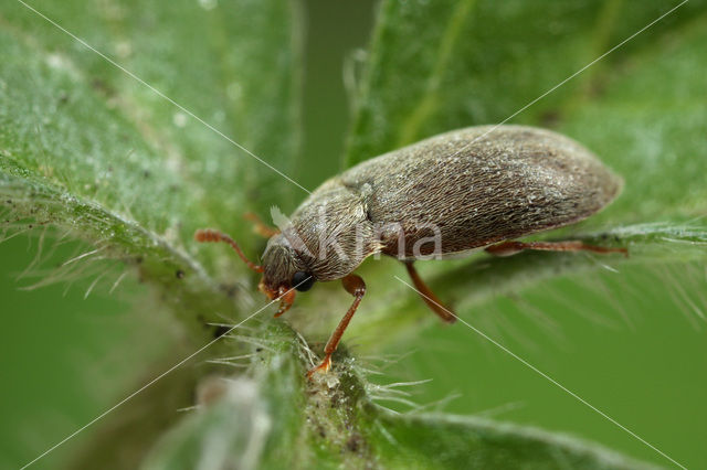 Frambozenkever (Byturus tomentosus)