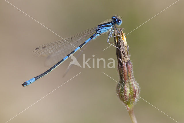 Gaffelwaterjuffer (Coenagrion scitulum)