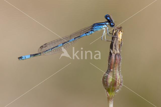 Gaffelwaterjuffer (Coenagrion scitulum)