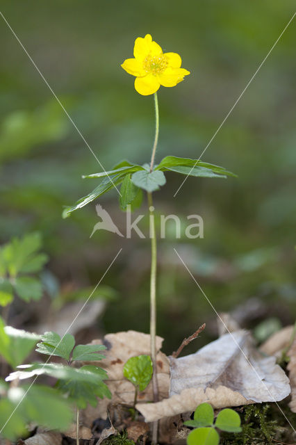 Gele anemoon (Anemone ranunculoides)