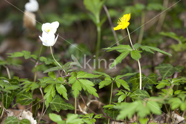 Gele anemoon (Anemone ranunculoides)