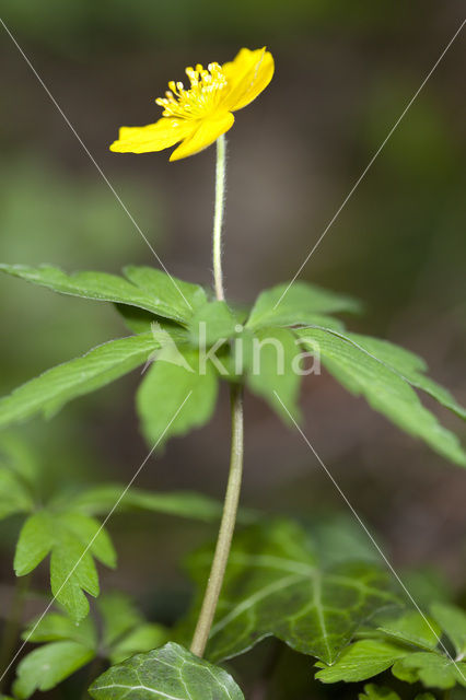 Gele anemoon (Anemone ranunculoides)