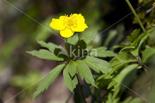 Gele anemoon (Anemone ranunculoides)