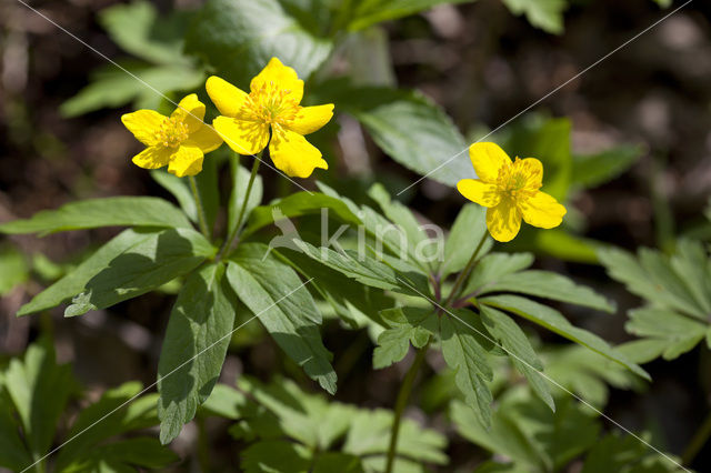 Gele anemoon (Anemone ranunculoides)