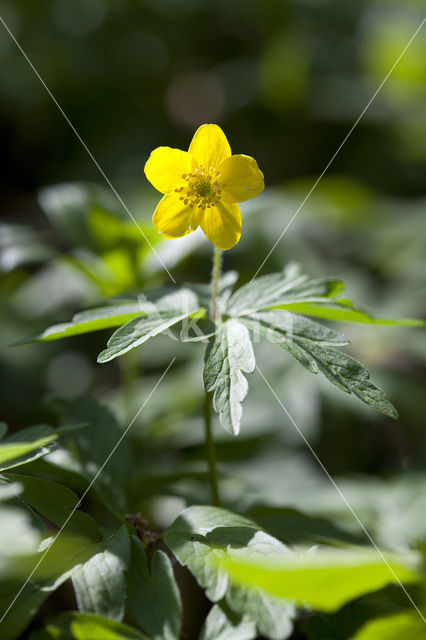 Gele anemoon (Anemone ranunculoides)