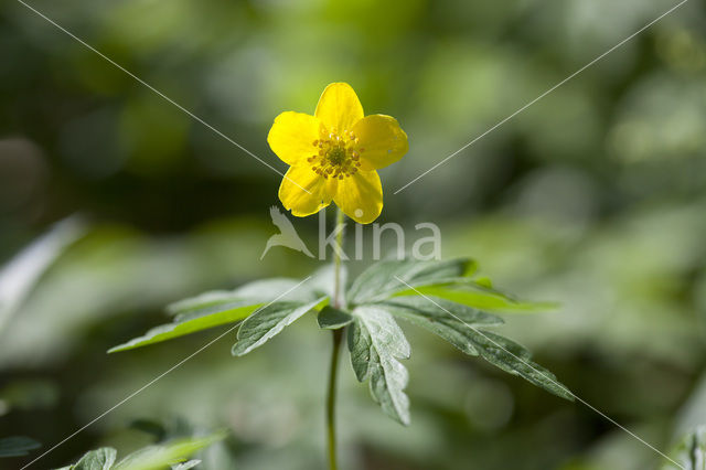 Gele anemoon (Anemone ranunculoides)