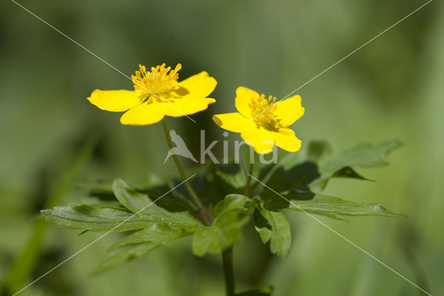 Gele anemoon (Anemone ranunculoides)