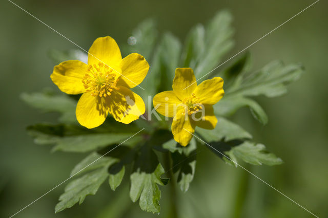 Gele anemoon (Anemone ranunculoides)