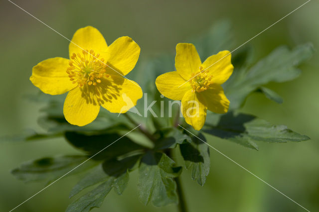 Gele anemoon (Anemone ranunculoides)