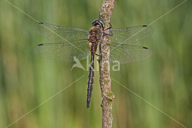 Gevlekte glanslibel (Somatochlora flavomaculata)