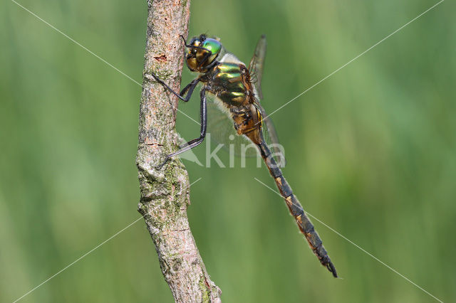 Gevlekte glanslibel (Somatochlora flavomaculata)