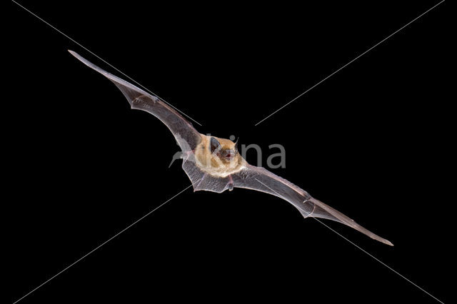 Gewone dwergvleermuis (Pipistrellus pipistrellus)