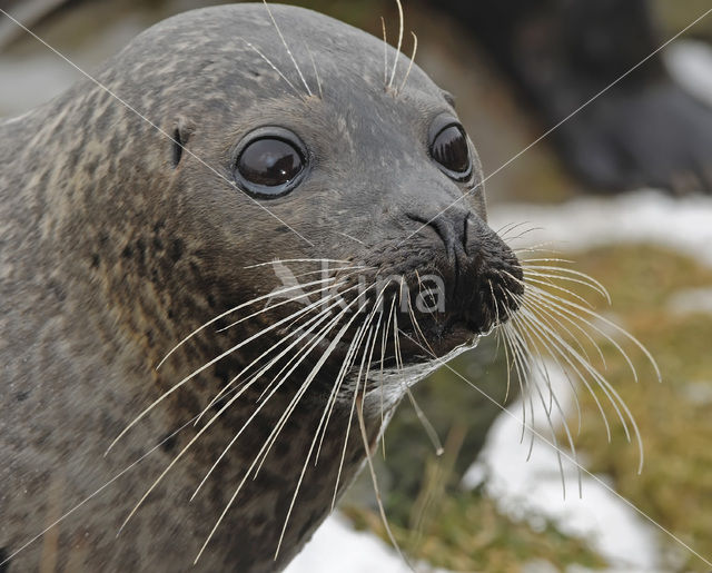 Common Seal (Phoca vitulina)