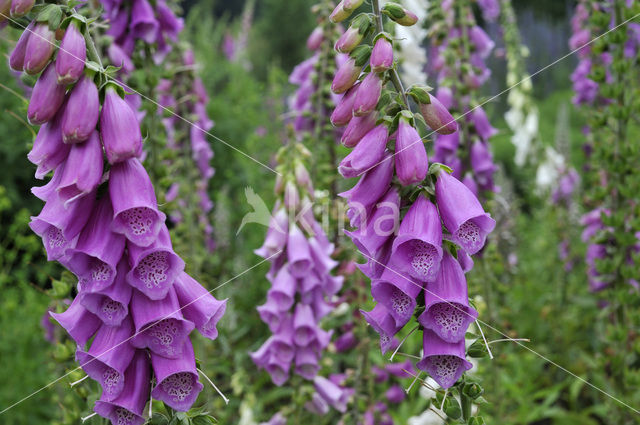 Gewoon vingerhoedskruid (Digitalis purpurea)