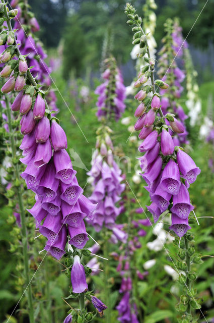 Gewoon vingerhoedskruid (Digitalis purpurea)