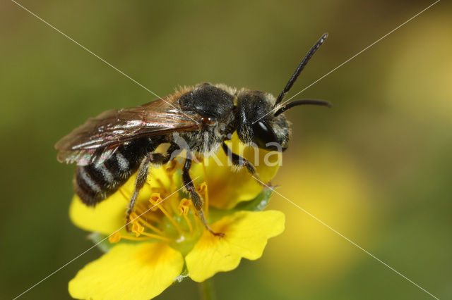 Glanzende bandgroefbij (Lasioglossum zonulum)