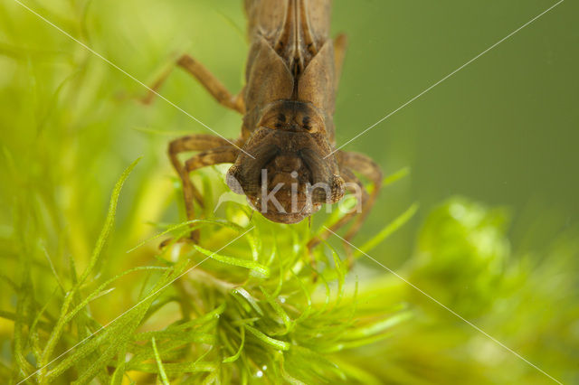 Glassnijder (Brachytron pratense)