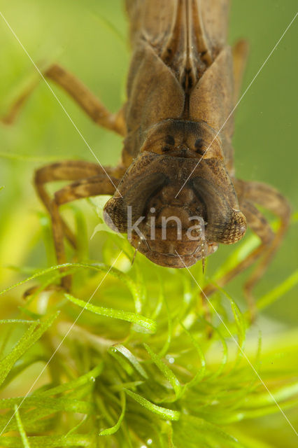 Glassnijder (Brachytron pratense)