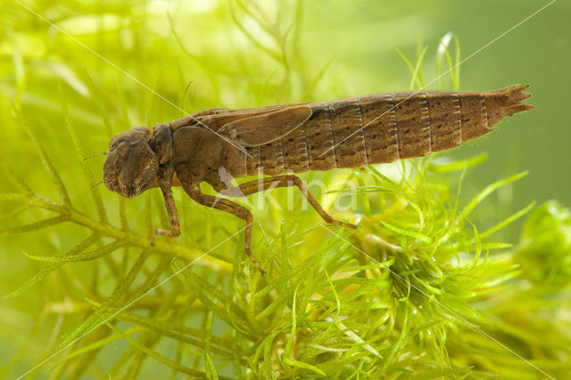 Glassnijder (Brachytron pratense)