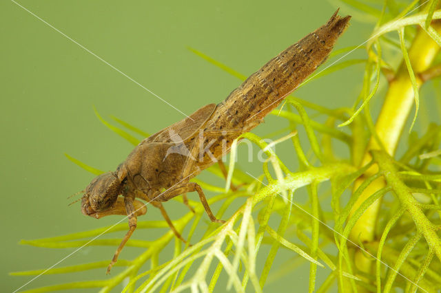 Glassnijder (Brachytron pratense)