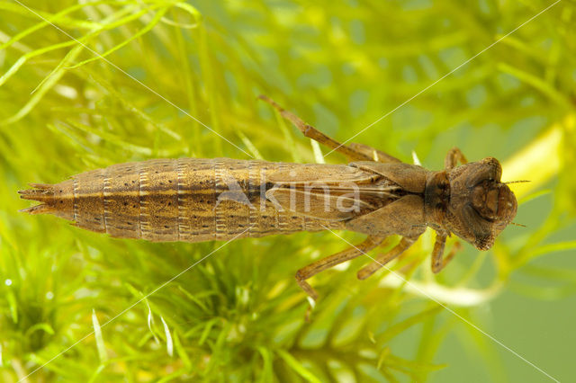 Glassnijder (Brachytron pratense)