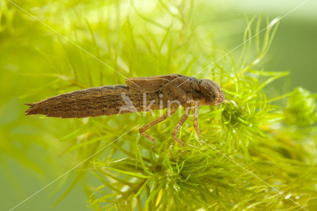 Glassnijder (Brachytron pratense)