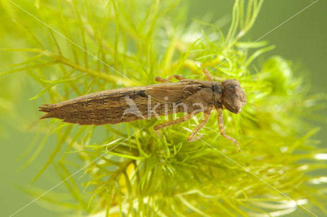 Glassnijder (Brachytron pratense)